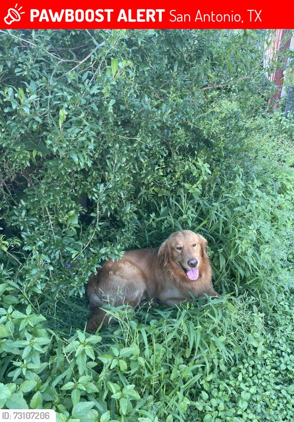 Lost Male Dog last seen Sunrise Bluff, San Antonio TX, San Antonio, TX 78244