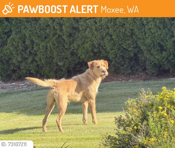 Found/Stray Male Dog last seen Saint Hilaire, Moxee, WA 98936