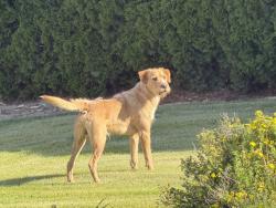 Found/Stray Male Dog last seen Saint Hilaire, Moxee, WA 98936