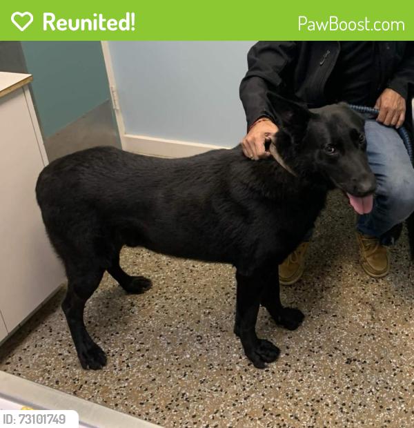 Reunited Male Dog last seen Wiley Park Dr & Falling brooks Dr, Greensboro, NC 27407