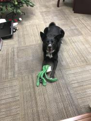 Reunited Male Dog last seen Southcliff Baptist church Hildring dr E and 820, Fort Worth, TX 76109