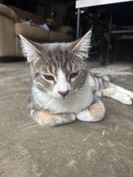 Lost Male Cat last seen Pleasant St and Broadway, Plymouth, NH 03264