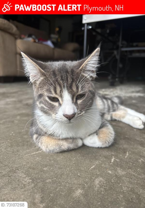 Lost Male Cat last seen Pleasant St and Broadway, Plymouth, NH 03264