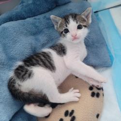 Shelter Stray Male Cat last seen found single kitten on roof of house, no queen around, OAKLAND, CA, 94605, 8323 Baldwin St, Oakland, CA 94621, USA