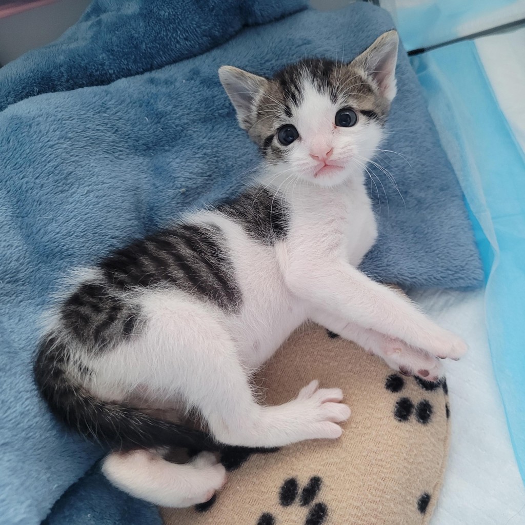 Shelter Stray Male Cat last seen found single kitten on roof of house, no queen around, OAKLAND, CA, 94605, 8323 Baldwin St, Oakland, CA 94621, USA