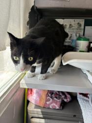Shelter Stray Male Cat last seen 70-80 W Iko Avenue, MILLCREEK, UT, 84107, 511 W 3900 S, Salt Lake City, UT 84123, USA