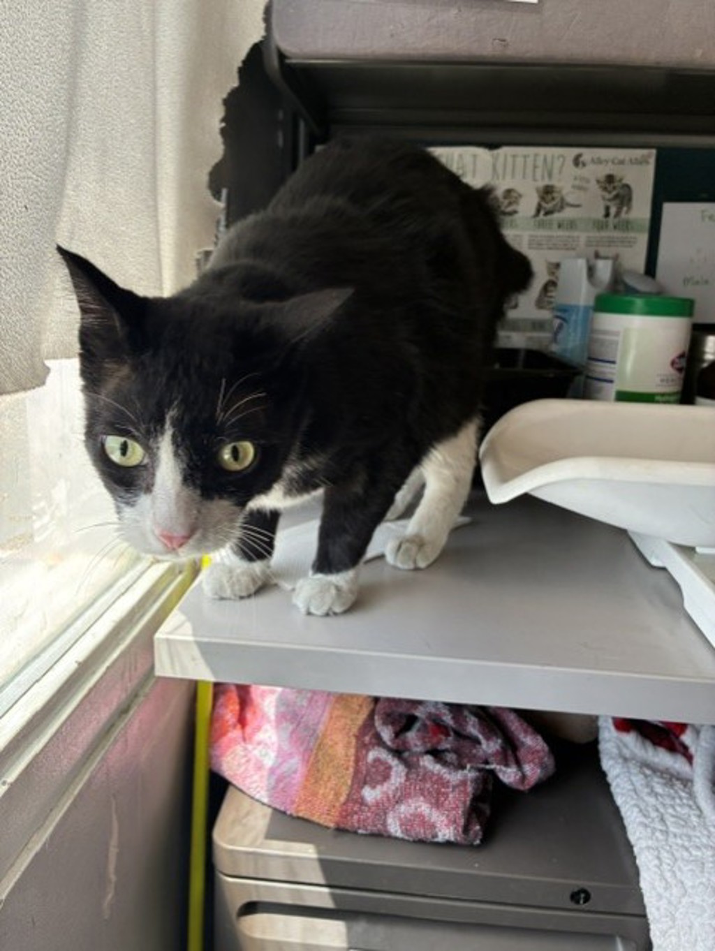 Shelter Stray Male Cat last seen 70-80 W Iko Avenue, MILLCREEK, UT, 84107, 511 W 3900 S, Salt Lake City, UT 84123, USA