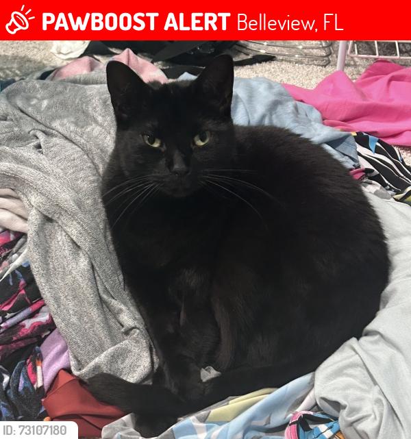 Lost Male Cat last seen Se 92nd ct belleview Fl, Belleview, FL 34420