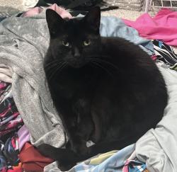 Lost Male Cat last seen Se 92nd ct belleview Fl, Belleview, FL 34420