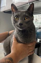 Shelter Stray Female Cat last seen Near W Geraint Street, Magna Township, UT, 84044, 511 W 3900 S, Salt Lake City, UT 84123, USA