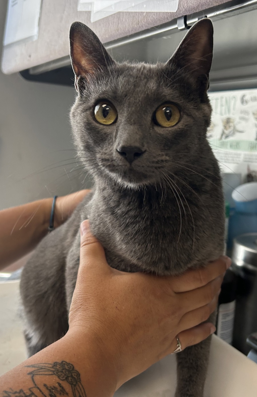 Shelter Stray Female Cat last seen Near W Geraint Street, Magna Township, UT, 84044, 511 W 3900 S, Salt Lake City, UT 84123, USA
