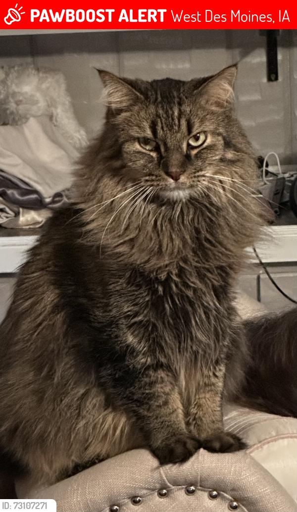 Lost Male Cat last seen 47th and Aspen, West Des Moines, IA 50265