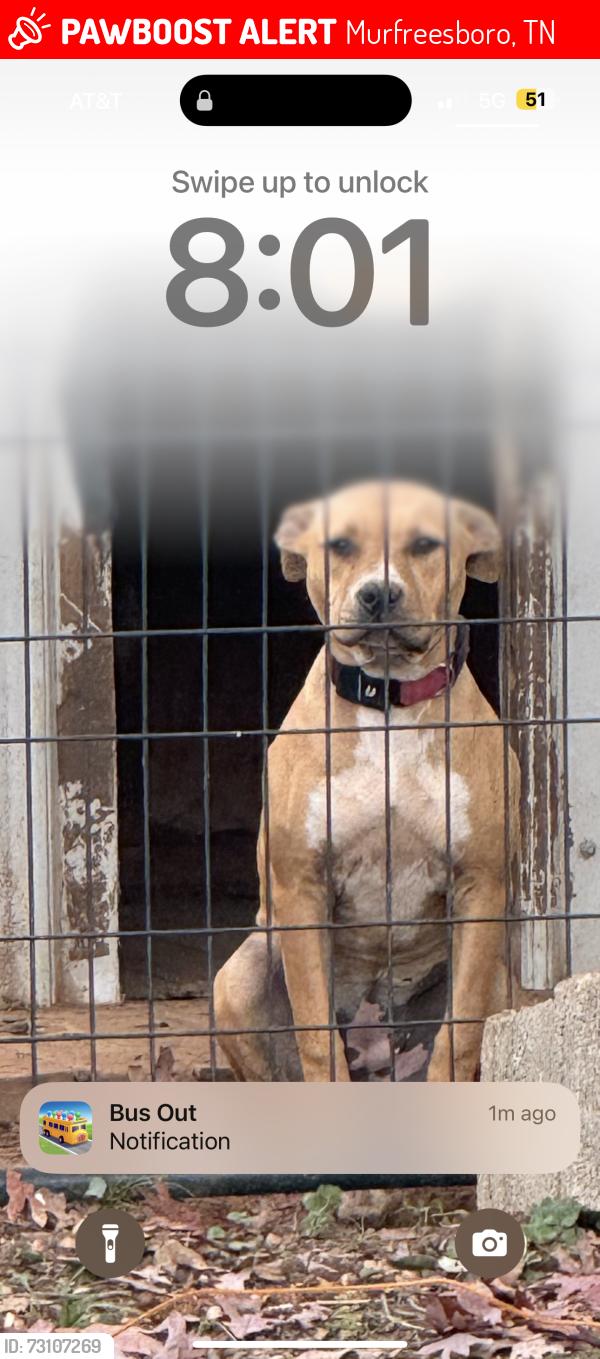 Lost Female Dog last seen Ransom drive, Bradyville Pike, Murfreesboro, TN 37132