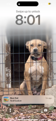 Lost Female Dog last seen Ransom drive, Bradyville Pike, Murfreesboro, TN 37132