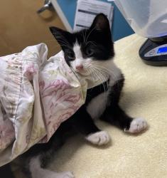 Shelter Stray Male Cat last seen Near E Mission Avenue, Escondido, CA, 92025, Escondido, CA 92027, USA