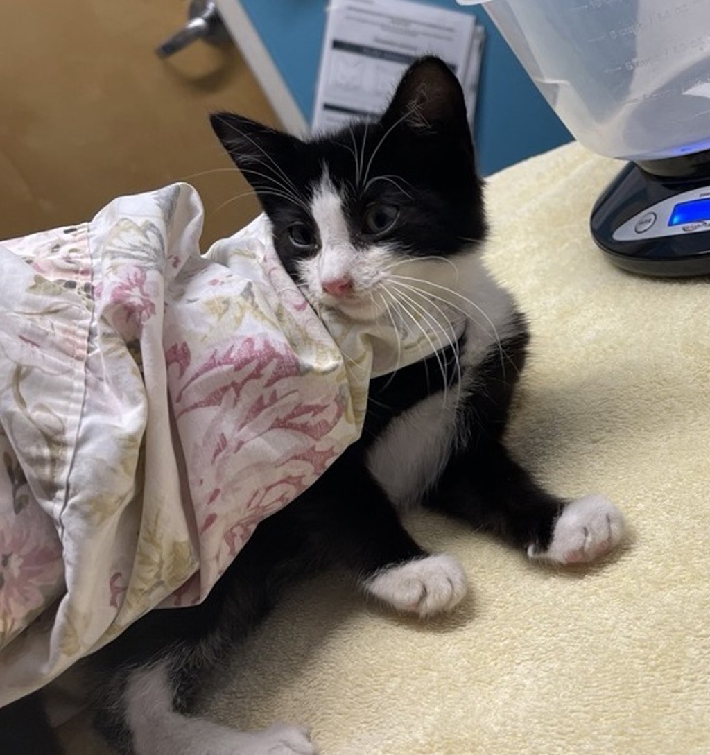 Shelter Stray Male Cat last seen Near E Mission Avenue, Escondido, CA, 92025, Escondido, CA 92027, USA