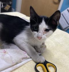 Shelter Stray Female Cat last seen Near E Mission Avenue, Escondido, CA, 92025, Escondido, CA 92027, USA