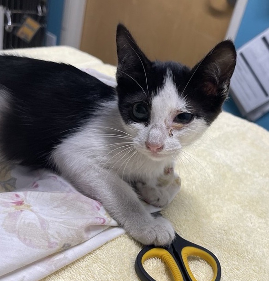 Shelter Stray Female Cat last seen Near E Mission Avenue, Escondido, CA, 92025, Escondido, CA 92027, USA