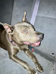 Reunited Female Dog last seen Linwood, Gastonia, NC 28052