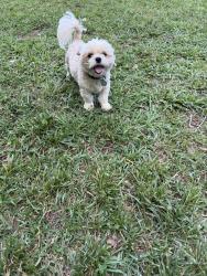 Reunited Male Dog last seen Near Ludwick avenue, Salisbury, NC 28146