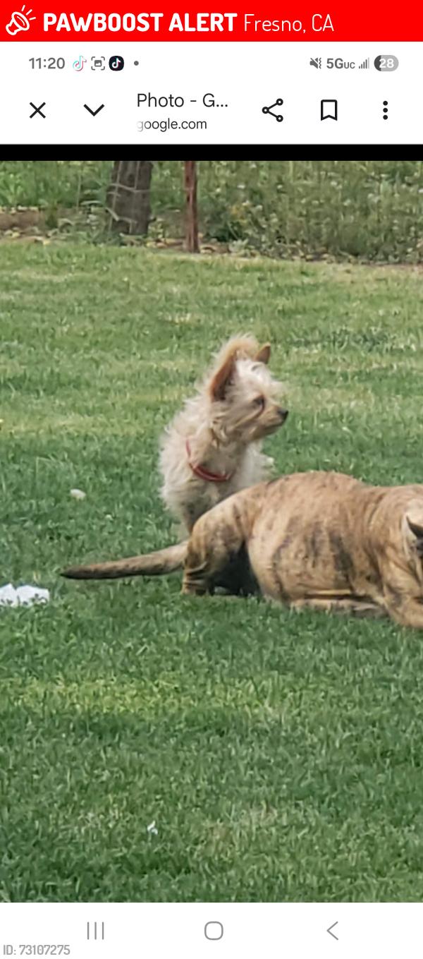 Lost Female Dog last seen Willow and church, Fresno, CA 93725