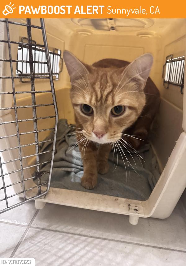 Found/Stray Male Cat last seen E fremont ave, sunnyvale CA, Sunnyvale, CA 94087