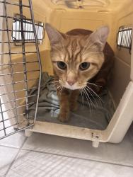 Found/Stray Male Cat last seen E fremont ave, sunnyvale CA, Sunnyvale, CA 94087