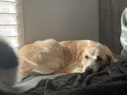 Lost Female Dog last seen Hausman, San Antonio, TX 78249