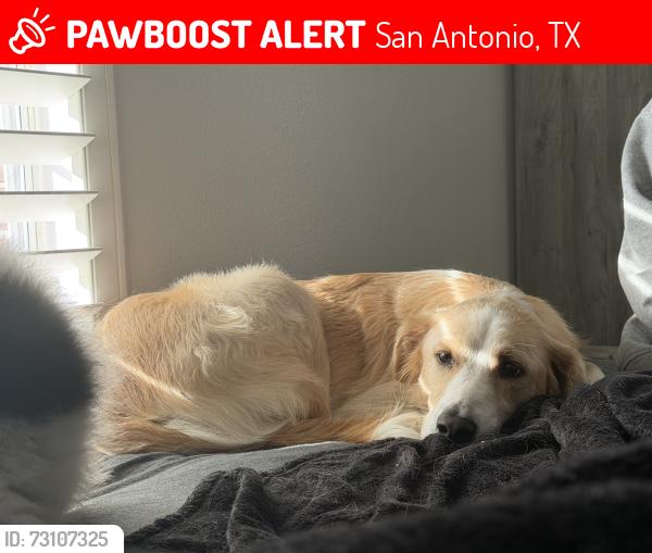 Lost Female Dog last seen Hausman, San Antonio, TX 78249
