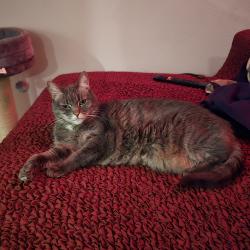 Reunited Female Cat last seen Log Pond Lane, Sacramento, CA 95818