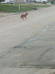 Found/Stray Unknown Dog last seen dallas and Waco dr running towards Beaumont dr, Baton Rouge, LA 70806