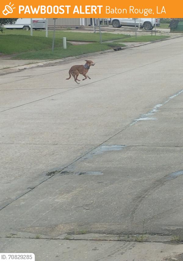 Found/Stray Unknown Dog last seen dallas and Waco dr running towards Beaumont dr, Baton Rouge, LA 70806