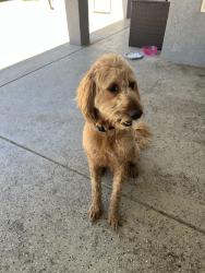 Found/Stray Male Dog last seen Akers and Hosking, Bakersfield, CA 93313