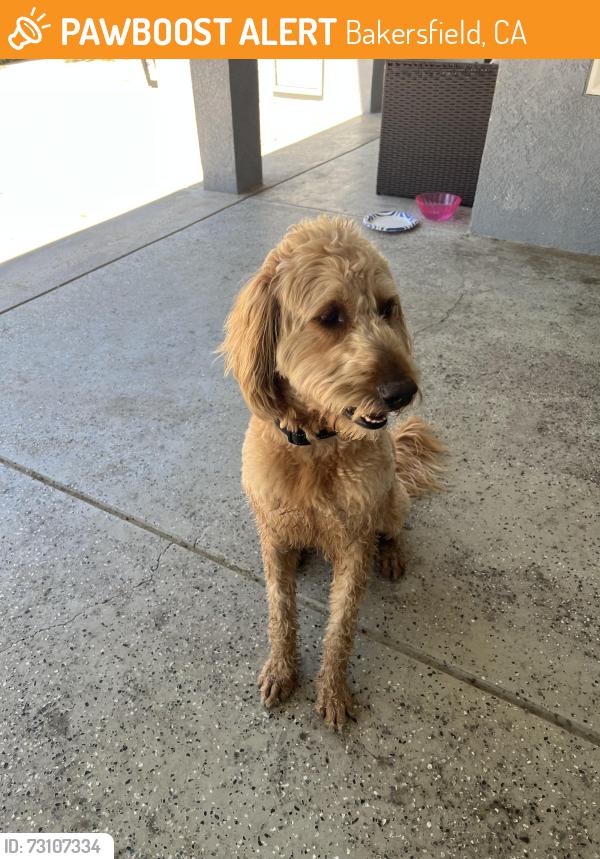 Found/Stray Male Dog last seen Akers and Hosking, Bakersfield, CA 93313