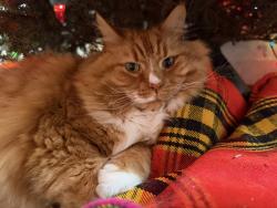 Reunited Male Cat last seen West St/Porter Ave in Old Town, Manassas, VA 20110