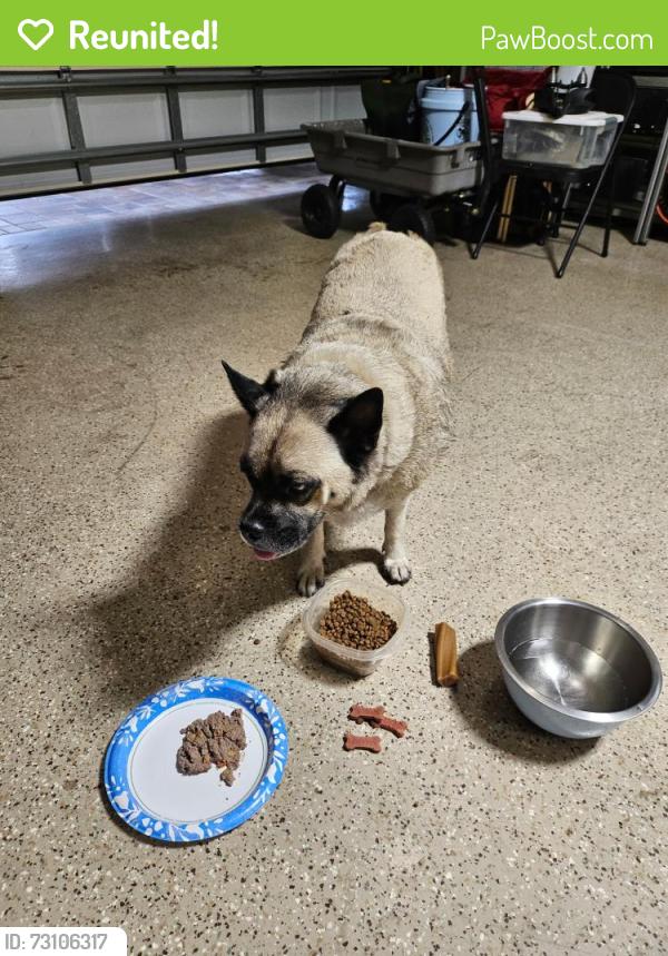 Reunited Male Dog last seen Starkey & 122nd Avenue near Gus A. Stavros Institute (Enterprise VIllage), Largo, FL 33773