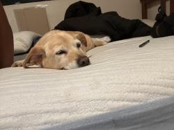 Reunited Male Dog last seen Mott & Boulder, Los Angeles, CA 90033