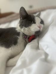 Lost Male Cat last seen Near Wayneflete Tower Avenue, Surrey, England KT10 8QQ