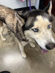 Reunited Male Dog last seen Near NW Expressway, Oklahoma City, OK 73132