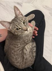 Found/Stray Female Cat last seen Aldrich Ave S and 26th Street, Minneapolis, MN 55405