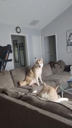 Reunited Female Dog last seen Inside willowgreen mobile home park, Houston, TX 77038