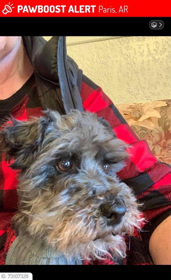 Lost Male Dog last seen Near S EXPRESS ST, Paris, AR 72855