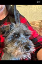Lost Male Dog last seen Near S EXPRESS ST, Paris, AR 72855