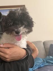 Reunited Male Dog last seen Long green parkway, Blythewood, SC 29229