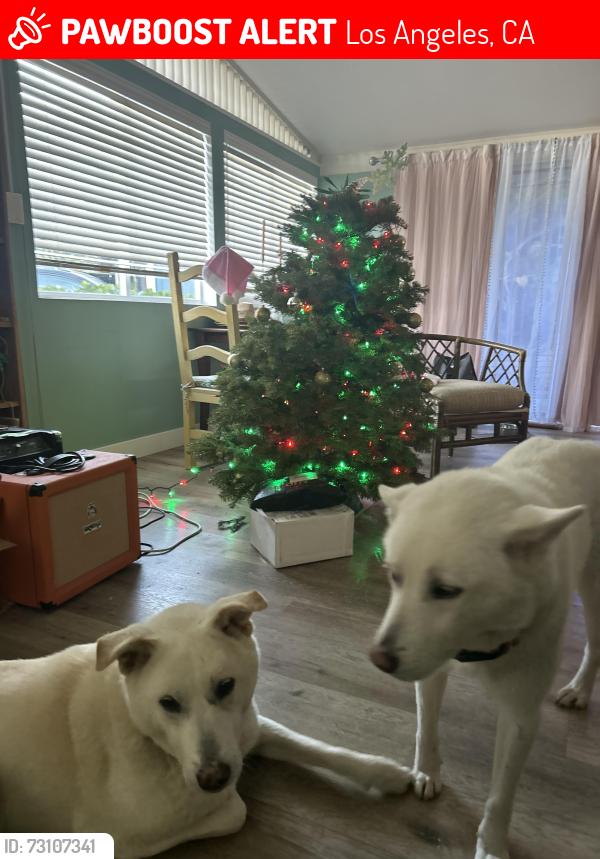 Lost Female Dog last seen 25th and western, Los Angeles, CA 90732