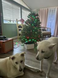 Lost Female Dog last seen 25th and western, Los Angeles, CA 90732