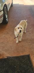 Found/Stray Female Dog last seen NNE Loop 323, Tyler, TX 75708
