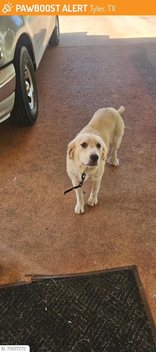 Found/Stray Female Dog last seen NNE Loop 323, Tyler, TX 75708