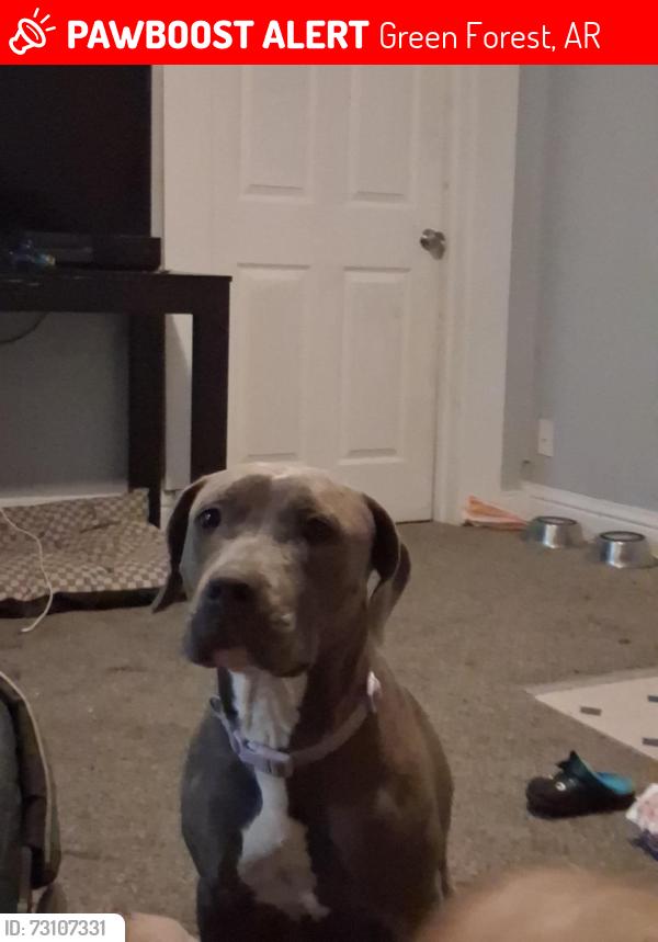 Lost Female Dog last seen Between green forest and alpena in the country on a county road near Carrollton cutoff area, Green Forest, AR 72638
