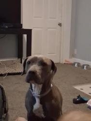 Lost Female Dog last seen Between green forest and alpena in the country on a county road near Carrollton cutoff area, Green Forest, AR 72638